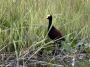 Nic - 200 * Wattled Jacana